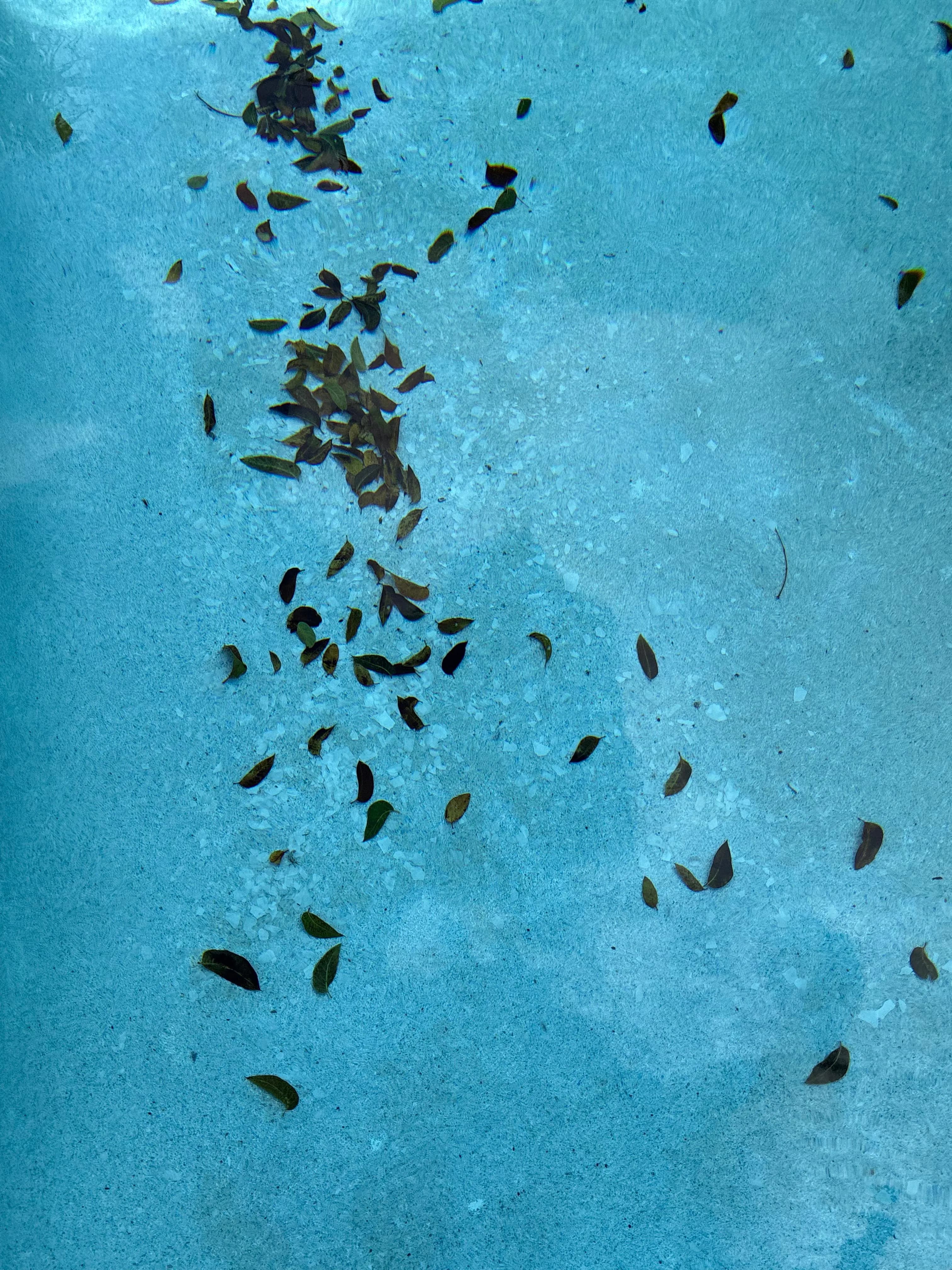 Dirty pool with debris before professional cleaning service in Miami